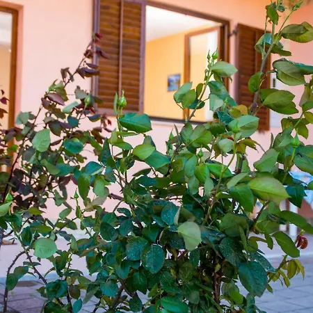 A.teskera * Trogir